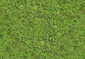 Textures   -   NATURE ELEMENTS   -   VEGETATION   -  Green grass - Green grass texture seamless 12983