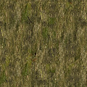 Textures   -   NATURE ELEMENTS   -  BARK - Bark texture seamless 12324