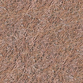 Textures   -   NATURE ELEMENTS   -   VEGETATION   -   Dry grass  - Dry pine needles texture seamless 12930 (seamless)