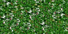 Textures   -   NATURE ELEMENTS   -   VEGETATION   -  Hedges - Green hedge texture seamless 13084
