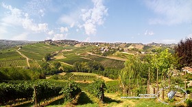 Textures   -   BACKGROUNDS &amp; LANDSCAPES   -   NATURE   -  Vineyards - Italy vineyards background 17740