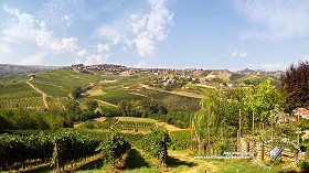 Textures   -   BACKGROUNDS &amp; LANDSCAPES   -   NATURE   -   Vineyards  - Italy vineyards background 17740