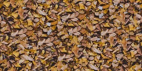 Textures   -   NATURE ELEMENTS   -   VEGETATION   -   Leaves dead  - Leaves dead texture seamless 13133 (seamless)