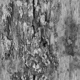 Textures   -   NATURE ELEMENTS   -   BARK  - Bark texture seamless 12325 - Displacement