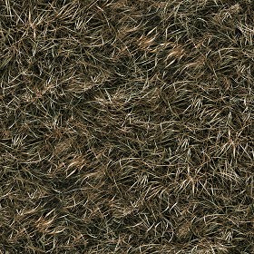 Textures   -   NATURE ELEMENTS   -   VEGETATION   -  Dry grass - Dry grass texture seamless 12931