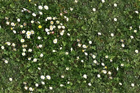 Textures   -   NATURE ELEMENTS   -   VEGETATION   -  Flowery fields - Flowery meadow texture seamless 12956