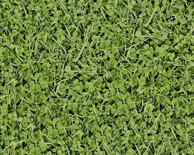 Textures   -   NATURE ELEMENTS   -   VEGETATION   -   Green grass  - Green grass texture seamless 12985 (seamless)