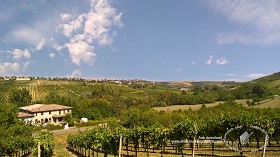 Textures   -   BACKGROUNDS &amp; LANDSCAPES   -   NATURE   -  Vineyards - Italy vineyards background 17741