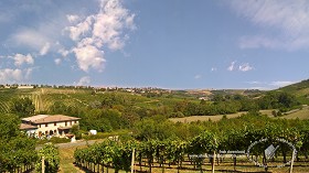 Textures   -   BACKGROUNDS &amp; LANDSCAPES   -   NATURE   -   Vineyards  - Italy vineyards background 17741