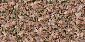 Textures   -   NATURE ELEMENTS   -   VEGETATION   -  Leaves dead - Leaves dead texture seamless 13134