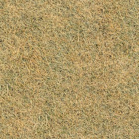 Textures   -   NATURE ELEMENTS   -   VEGETATION   -  Dry grass - Dry grass texture seamless 12932