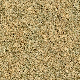 Textures   -   NATURE ELEMENTS   -   VEGETATION   -   Dry grass  - Dry grass texture seamless 12932 (seamless)