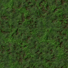 Textures   -   NATURE ELEMENTS   -   VEGETATION   -   Green grass  - Green grass texture seamless 12986 (seamless)