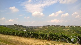 Textures   -   BACKGROUNDS &amp; LANDSCAPES   -   NATURE   -   Vineyards  - Italy vineyards background 17743