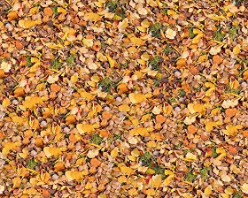 Textures   -   NATURE ELEMENTS   -   VEGETATION   -  Leaves dead - Leaves dead texture seamless 13135