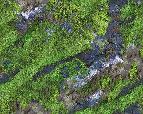 Textures   -   NATURE ELEMENTS   -   VEGETATION   -  Moss - Rock moss texture seamless 13170