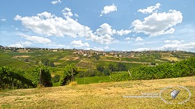 Textures   -   BACKGROUNDS &amp; LANDSCAPES   -   NATURE   -  Vineyards - Italy vineyards background 17742