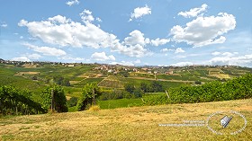 Textures   -   BACKGROUNDS &amp; LANDSCAPES   -   NATURE   -   Vineyards  - Italy vineyards background 17742