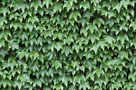 Textures   -   NATURE ELEMENTS   -   VEGETATION   -  Hedges - Ivy hedge texture seamless 13087