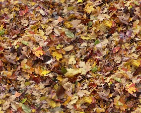 Textures   -   NATURE ELEMENTS   -   VEGETATION   -   Leaves dead  - Leaves dead texture seamless 13136 (seamless)