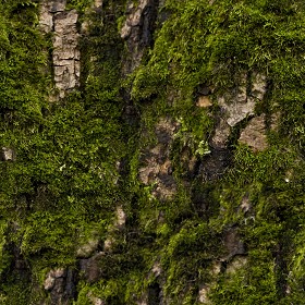 Textures   -   NATURE ELEMENTS   -   VEGETATION   -  Moss - Bark moss texture seamless 13172