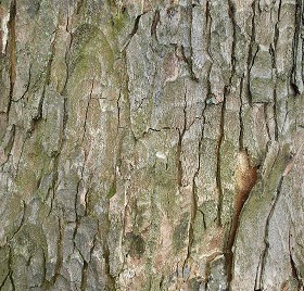 Textures   -   NATURE ELEMENTS   -  BARK - Bark texture seamless 12328