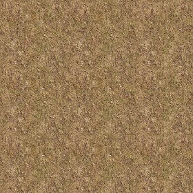 Textures   -   NATURE ELEMENTS   -   VEGETATION   -  Dry grass - Dry grass texture seamless 12934