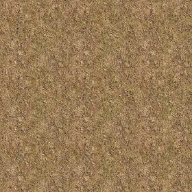 Textures   -   NATURE ELEMENTS   -   VEGETATION   -   Dry grass  - Dry grass texture seamless 12934 (seamless)