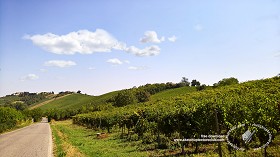 Textures   -   BACKGROUNDS &amp; LANDSCAPES   -   NATURE   -  Vineyards - Italy vineyards background 17744