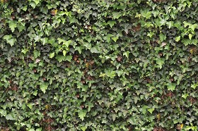 Textures   -   NATURE ELEMENTS   -   VEGETATION   -  Hedges - Ivy hedge texture seamless 13088