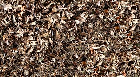 Textures   -   NATURE ELEMENTS   -   VEGETATION   -   Leaves dead  - Leaves dead texture seamless 13137 (seamless)