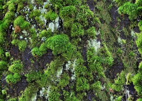 Textures   -   NATURE ELEMENTS   -   VEGETATION   -  Moss - Bark moss texture seamless 13173