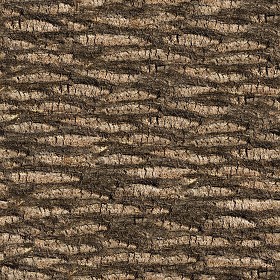 Textures   -   NATURE ELEMENTS   -  BARK - Bark texture seamless 12329