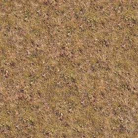 Textures   -   NATURE ELEMENTS   -   VEGETATION   -  Dry grass - Dry grass texture seamless 12935