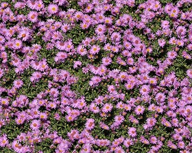 Textures   -   NATURE ELEMENTS   -   VEGETATION   -   Flowery fields  - Flowery meadow texture seamless 12960 (seamless)