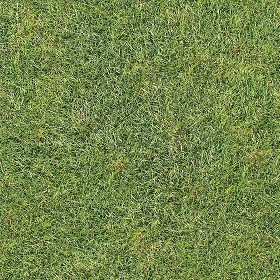 Textures   -   NATURE ELEMENTS   -   VEGETATION   -  Green grass - Green grass texture seamless 12989