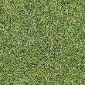 Textures   -   NATURE ELEMENTS   -   VEGETATION   -   Green grass  - Green grass texture seamless 12989 (seamless)