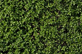 Textures   -   NATURE ELEMENTS   -   VEGETATION   -  Hedges - Green hedge texture seamless 13089