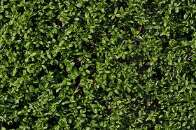 Textures   -   NATURE ELEMENTS   -   VEGETATION   -   Hedges  - Green hedge texture seamless 13089 (seamless)