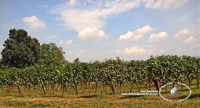 Textures   -   BACKGROUNDS &amp; LANDSCAPES   -   NATURE   -  Vineyards - Italy vineyards background 18052
