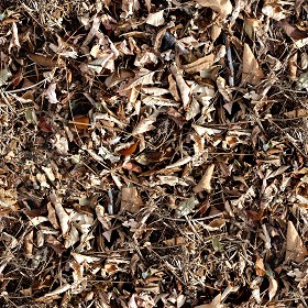 Textures   -   NATURE ELEMENTS   -   VEGETATION   -   Leaves dead  - Leaves dead texture seamless 13138 (seamless)