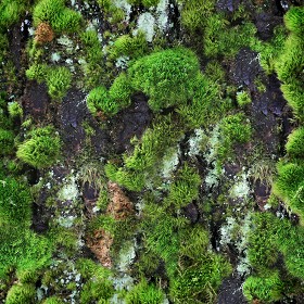 Textures   -   NATURE ELEMENTS   -   VEGETATION   -  Moss - Bark moss texture seamless 13174