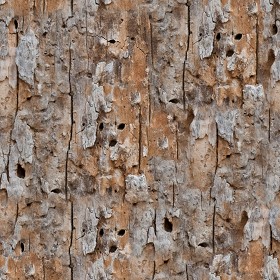 Textures   -   NATURE ELEMENTS   -  BARK - Bark texture seamless 12330