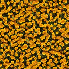 Textures   -   NATURE ELEMENTS   -   VEGETATION   -  Flowery fields - Flowery meadow texture seamless 12961