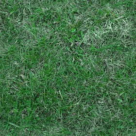 Textures   -   NATURE ELEMENTS   -   VEGETATION   -  Green grass - Green grass texture seamless 12990