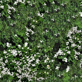 Textures   -   NATURE ELEMENTS   -   VEGETATION   -  Hedges - Hedge in bloom texture seamless 13090