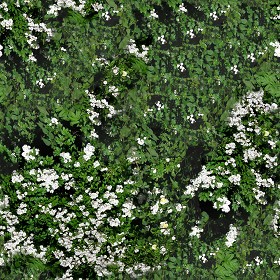 Textures   -   NATURE ELEMENTS   -   VEGETATION   -   Hedges  - Hedge in bloom texture seamless 13090 (seamless)