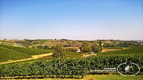 Textures   -   BACKGROUNDS &amp; LANDSCAPES   -   NATURE   -   Vineyards  - Italy vineyards background 18053