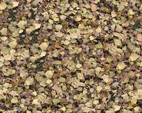 Textures   -   NATURE ELEMENTS   -   VEGETATION   -   Leaves dead  - Leaves dead texture seamless 13139 (seamless)