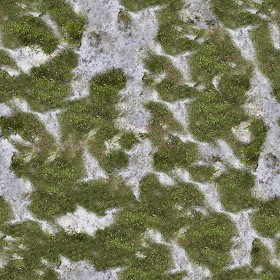 Textures   -   NATURE ELEMENTS   -   VEGETATION   -  Moss - Bark moss texture seamless 13175